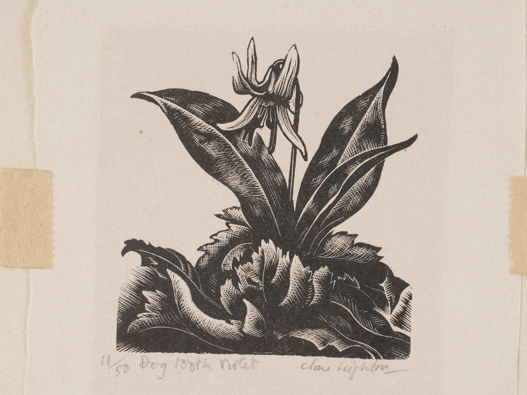 AMERICAN ENGRAVING DOGTOOTH VIOLET CLARE LEIGHTON PIC-2